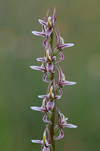 Tarengo leek orchid