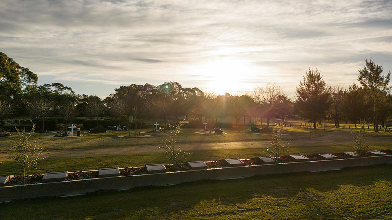 Landscape view of Olive Grove showing allotments and olive trees.